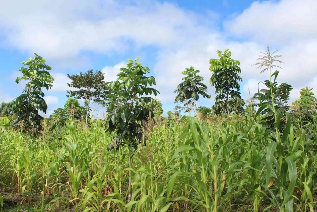 Alberi nei Progetti agroforestali in Guatemala