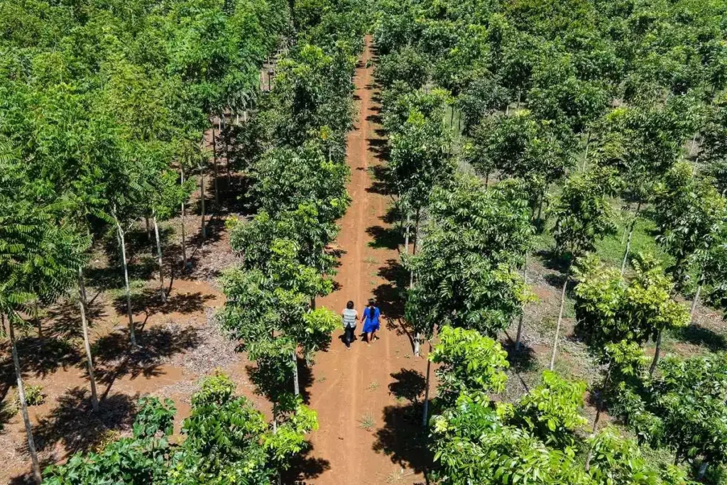 Foresta vista dall'alto in Guatemala con contadine