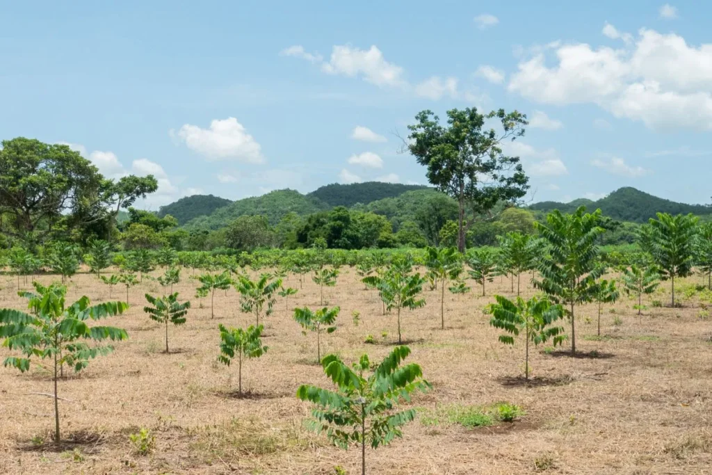 Foresta con piccoli alberi che crescono