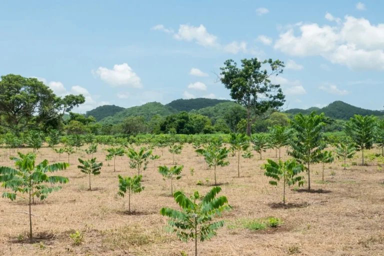 Foresta con piccoli alberi che crescono